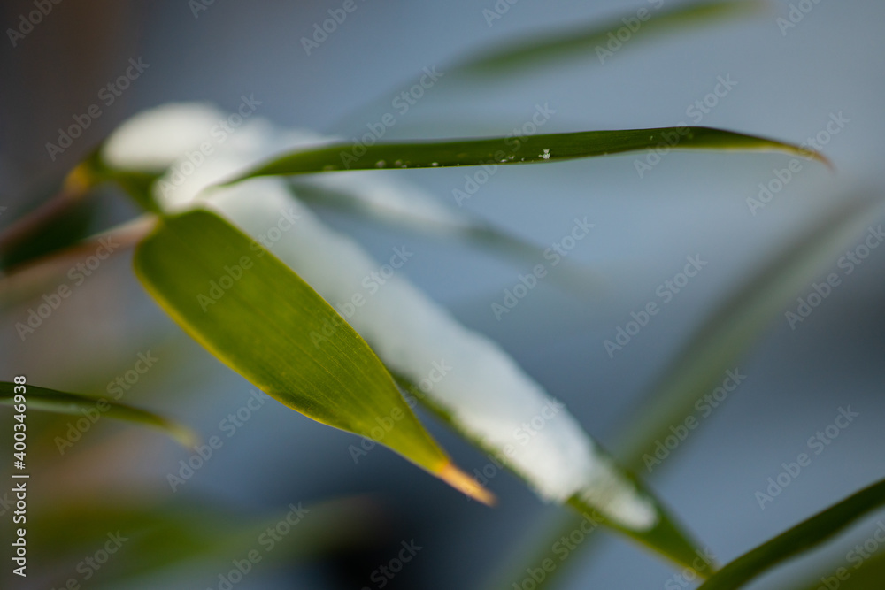 Bamboo Snow & Ice, Hardy Japanese Bamboo Timber Wood In Garden Bamboo Snow & Ice, Hardy Japanese Bamboo Timber Wood In Garden