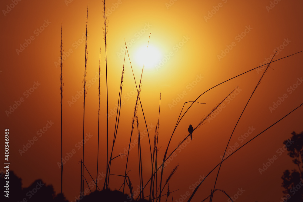 Morning landscape little bird watching a beautiful sunrise while sitting on a weed