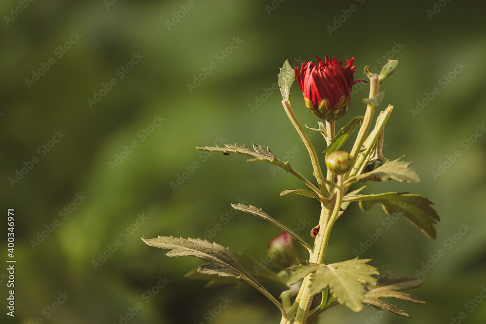 closeup of  purple bud with green background 