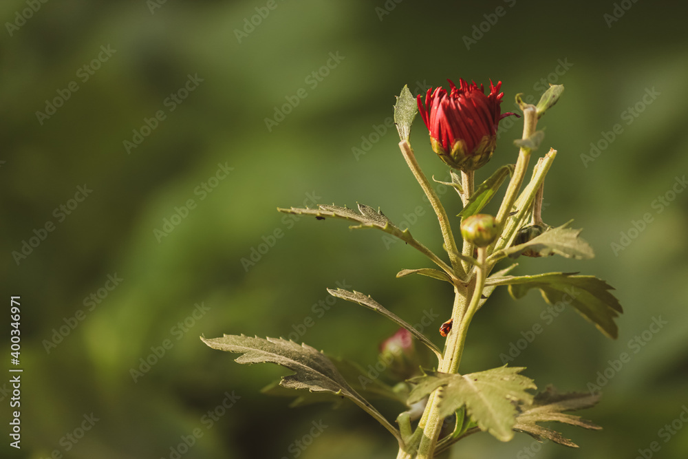 closeup of purple bud with green background closeup of purple bud with green background