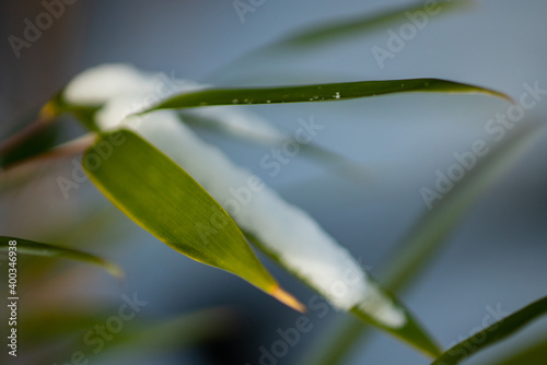 Wallpaper Mural Bamboo Snow & Ice, Hardy Japanese Bamboo Timber Wood In Garden Torontodigital.ca