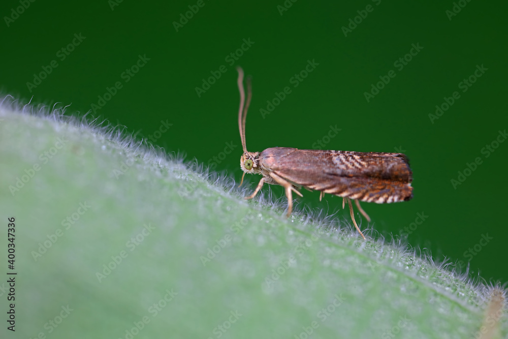 Lepidoptera insect on wild plants, North China Lepidoptera insect on wild plants, North China