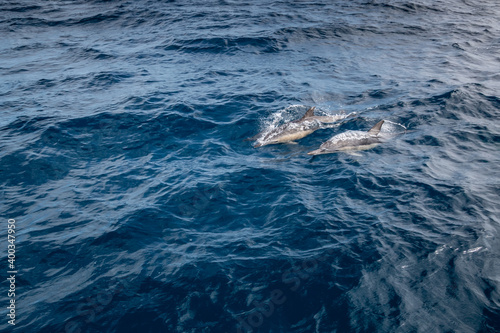 pair of dolphins in the pacific ocean