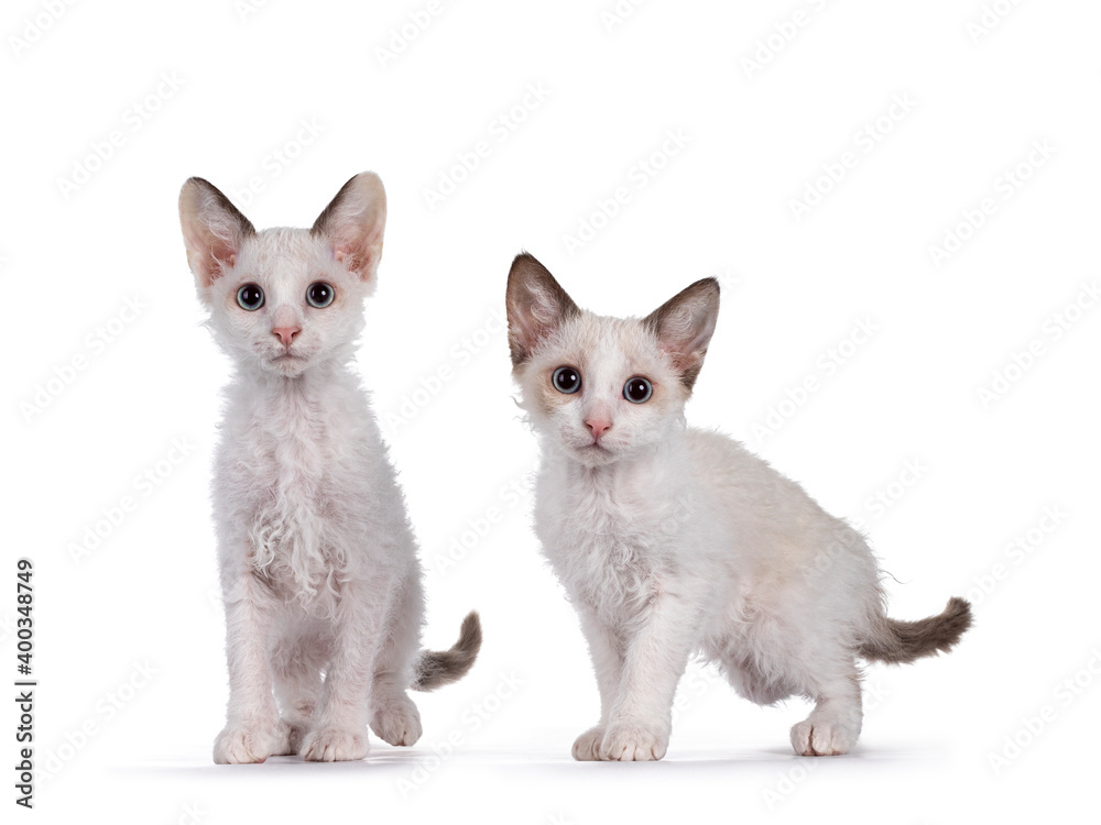  Two cute LaPerm cat kittens, walking together towards camera. Looking to lens with blue eyes. Isolated on white background.