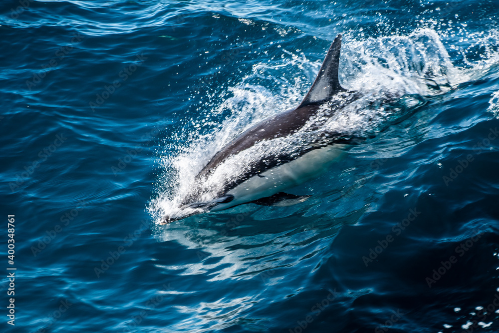 Fototapeta premium dolphin surfing a wave