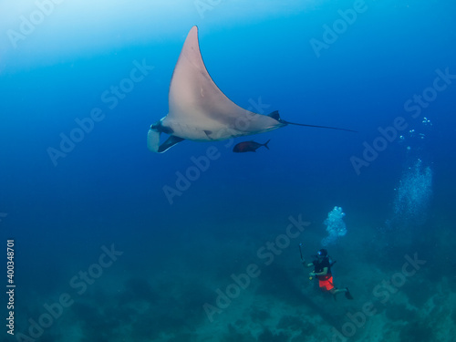 Oceanic manta ray and diver in a coral reef (Koh Tachai, Similan, Thailand)