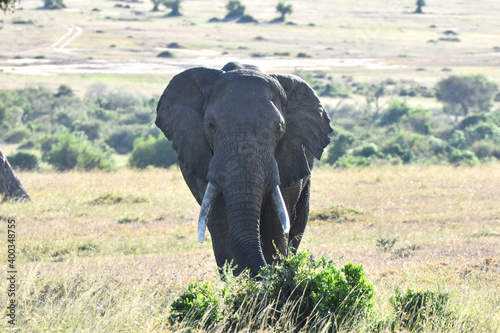 African elephant in Maasai Mara, Kenya © Takashi