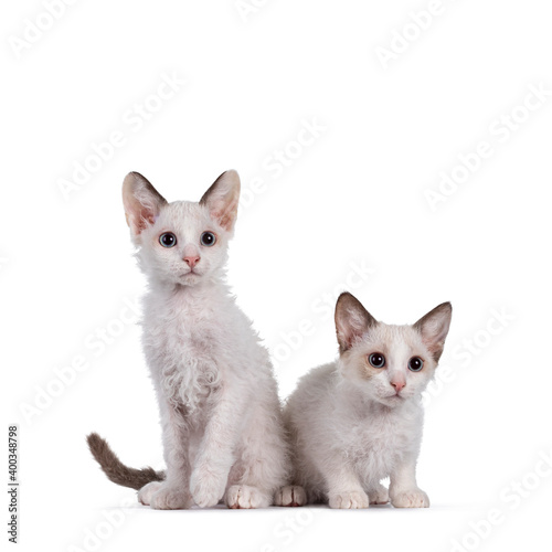 Konstfotografi Two cute LaPerm cat kittens, sitting  together