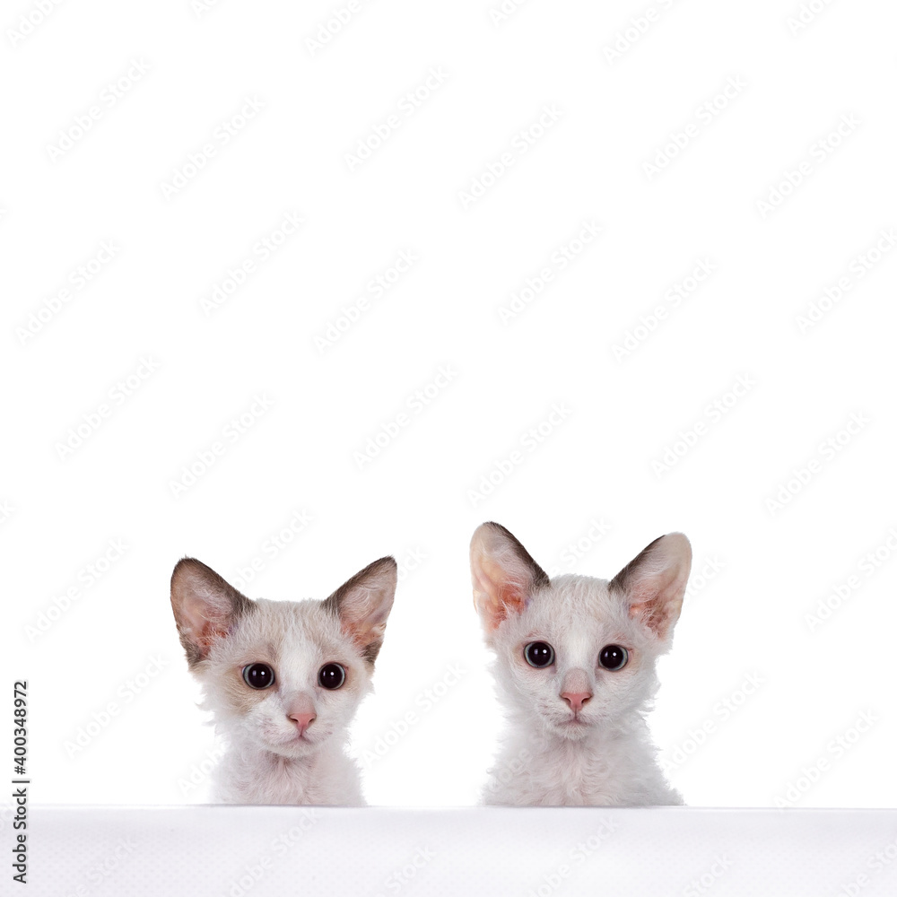 Two cute LaPerm cat kittens, behind edge and looking over edge showing just heads. Looking towards camera with blue eyes. Isolated on white background.
