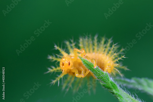 Ladybug larvae live on weeds