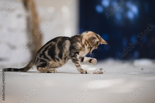 playful young cat kitten hunting and playing, babycat with beautiful fur photo