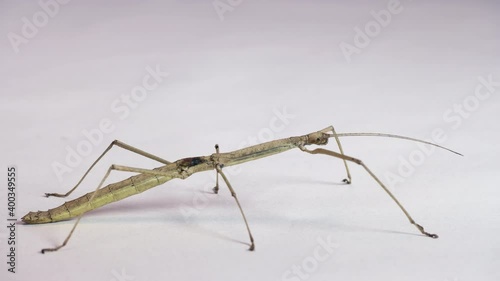 Close-up shot of an adult female of Phaenopharos khaoyaiensis. Tropical animal, stick insect from Thailand on white background. Copy space photo