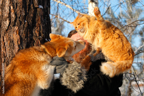 a bearded man with a red cat on the background of a winter forest