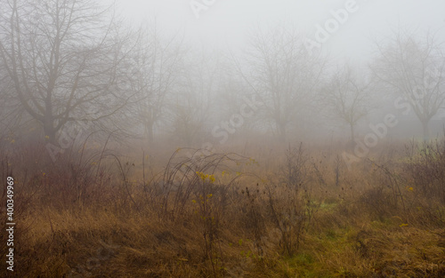 Fog in the garden, wild plants, foggy trees in background