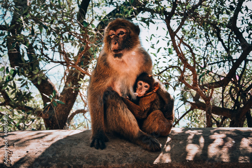 monkey sitting on a tree feeding her little child. (ID: 400350155)