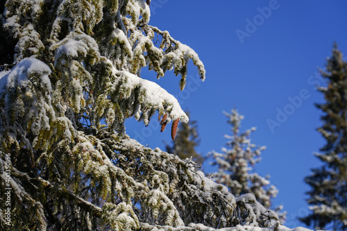 Fototapeta Naklejka Na Ścianę i Meble -  Spruce tree branches with cones covered with snow at blue sky background in sunny winter day