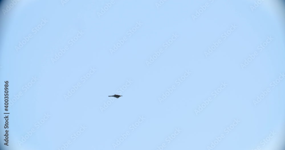The European bee-eater in the flight