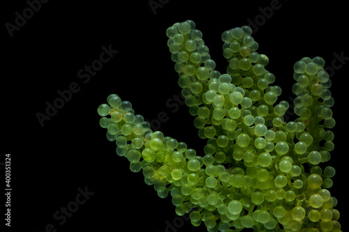 Sea grapes, green caviar isolated on black background photo