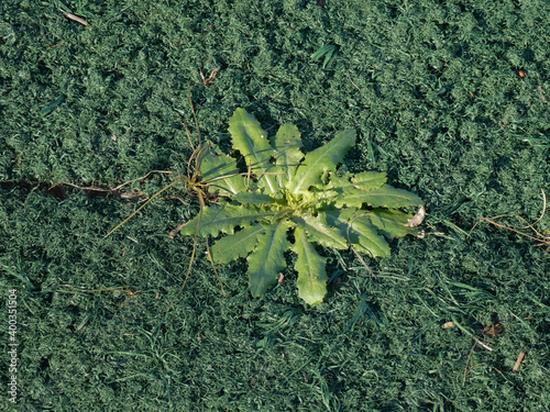 green plant on artificial grass