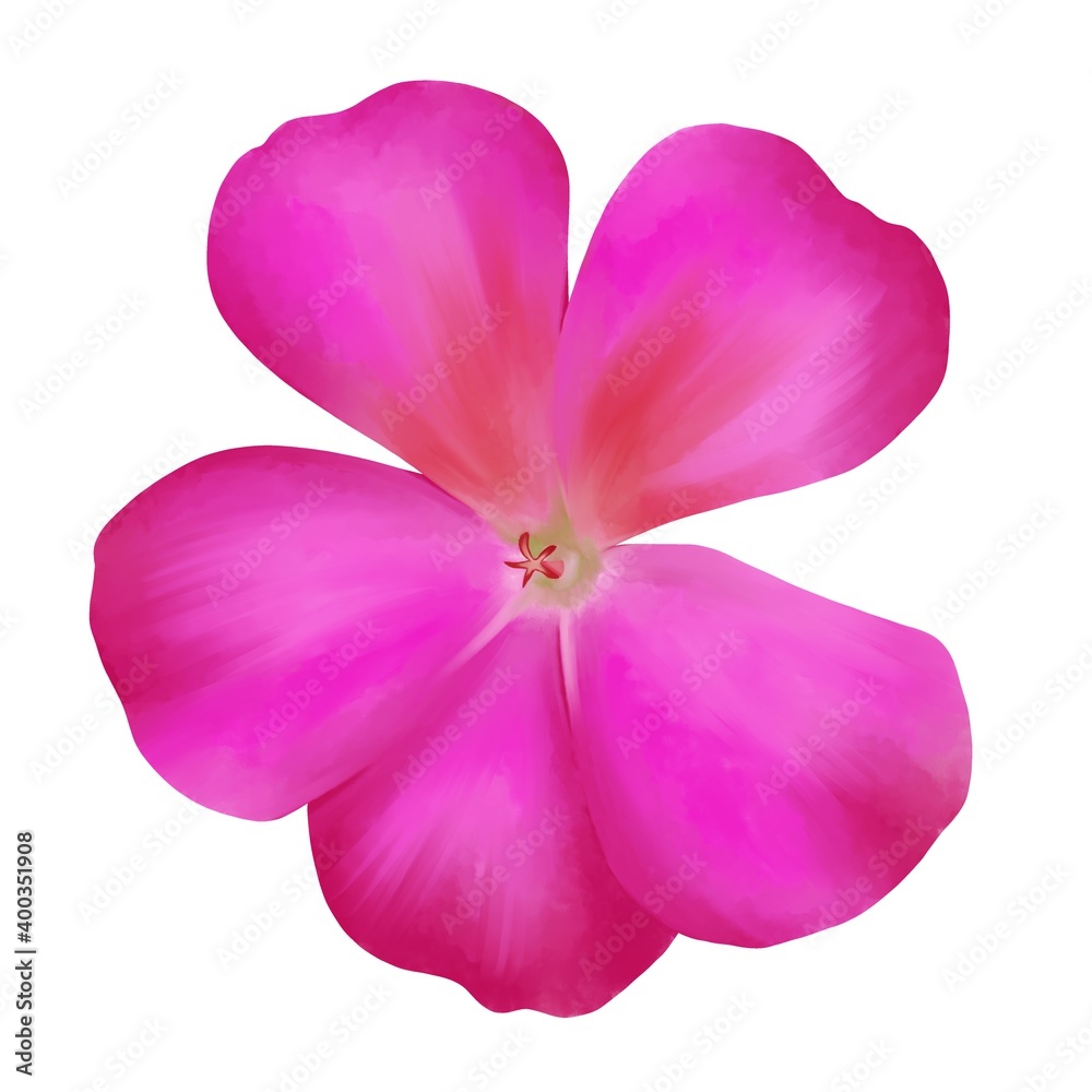 Obraz premium ゼラニウム 線画なし