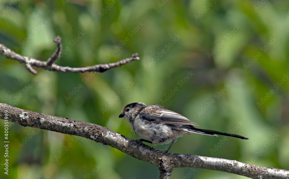Naklejka premium Long-tailed Tit (Aegithalos caudatus), Greece