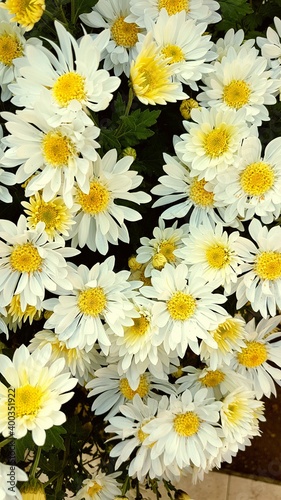 bouquet of daisies