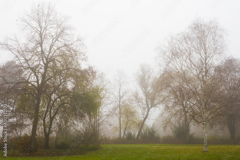Fog in the park, foggy landscape with trees Fog in the park, foggy landscape with trees