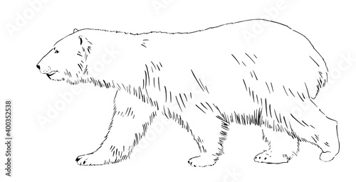 Sketch of Polar bear Hand drawn line graphics on white background