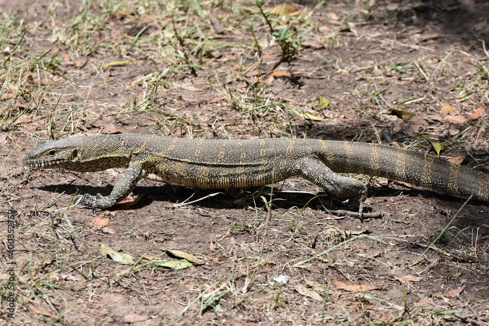 Nile monitor in Maasai Mara, Kenya Nile monitor in Maasai Mara, Kenya