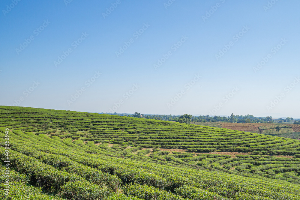 Beautiful scenic view of tea plantations with the sky and mountains background in Thailand. Space for text. Concept of plantations and environment