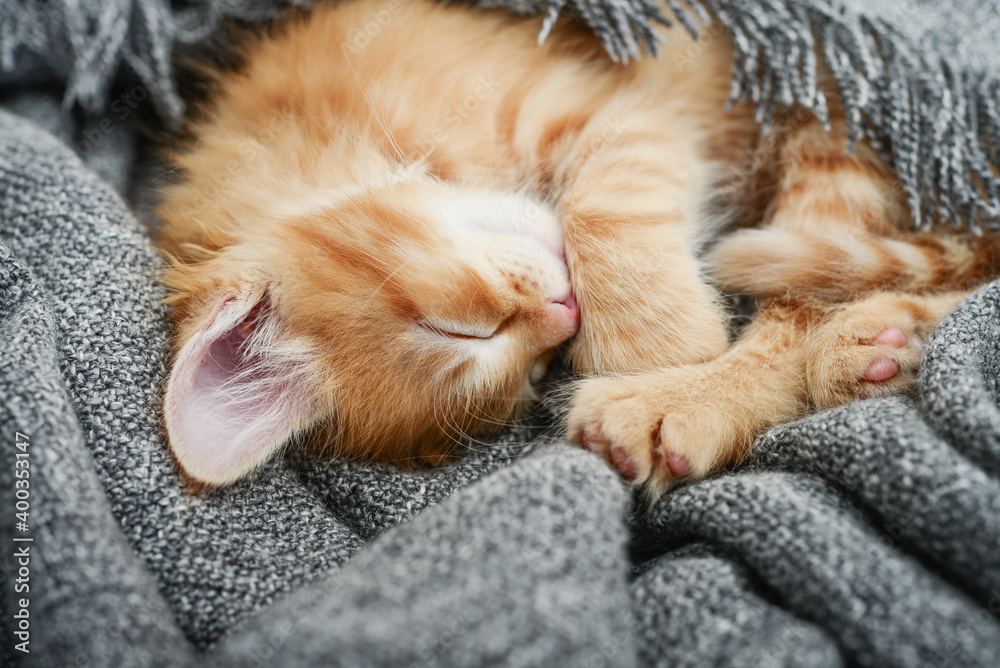 Cute little ginger kitten is sleeping
