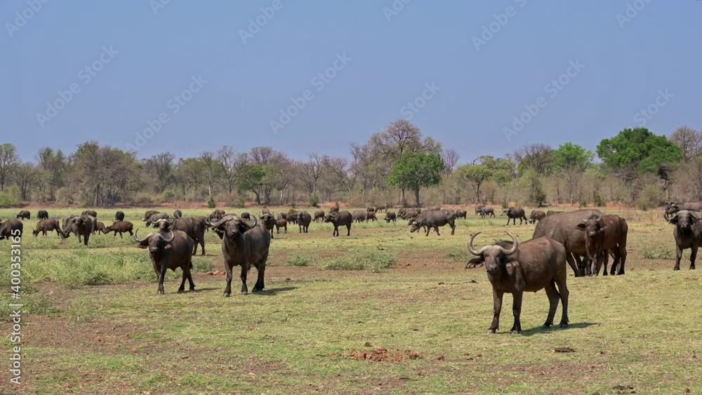 herd of African buffalo or Cape buffalo (Syncerus caffer), South Luangwa National Park, Mfuwe, Zambia, Africa herd of African buffalo or Cape buffalo (Syncerus caffer), South Luangwa National Park, Mfuwe, Zambia, Africa
