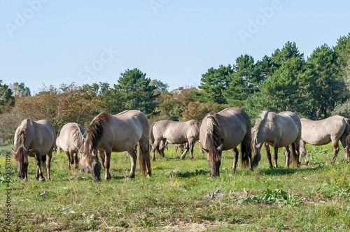 konik horses in the field