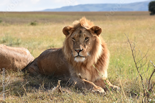 Lion in Maasai Mara  Kenya