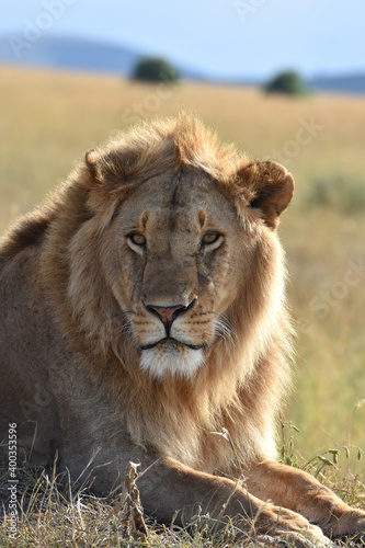 Lion in Maasai Mara, Kenya