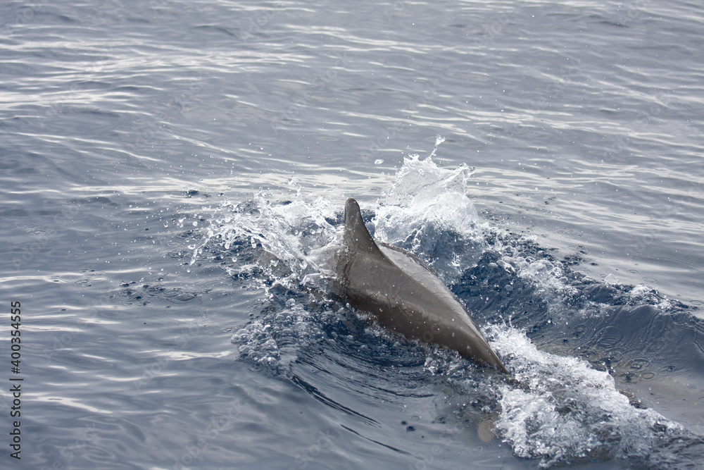 Obraz premium Delphine vor Madeira