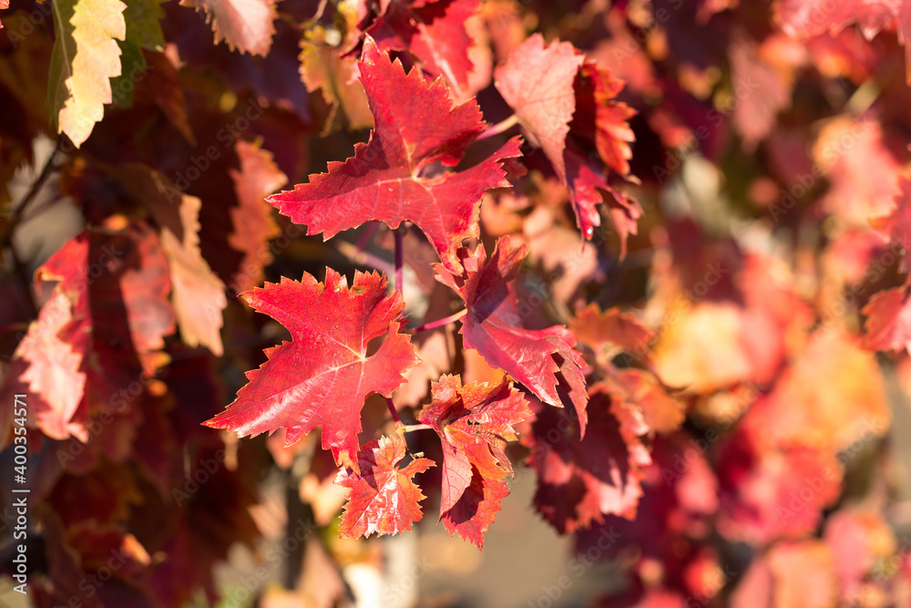 Autumn grapes with red leaves, the vine at sunset is reddish yellow Autumn grapes with red leaves, the vine at sunset is reddish yellow