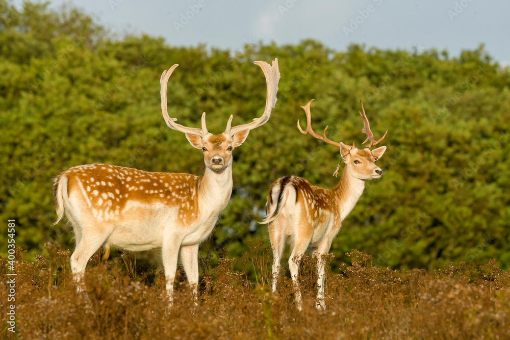 deer in the forest