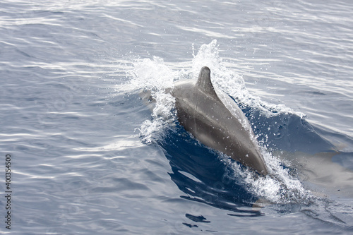 Delphine vor Madeira © FLeiPhoto.de