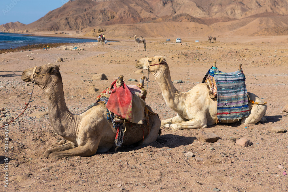 Fototapeta premium Dromedar camel in the background sands of hot desert, Egypt, Sinai