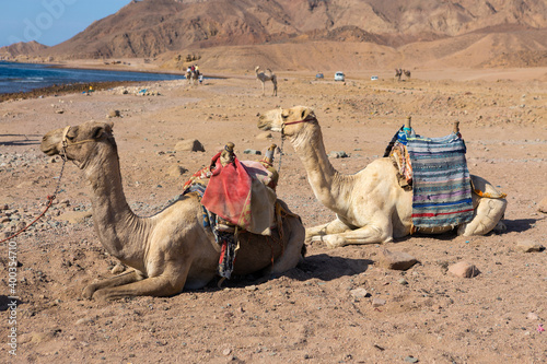 Dromedar camel in the background sands of hot desert, Egypt, Sinai © Mountains Hunter