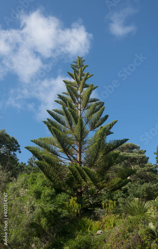 Lush Green Foliage of an Evergreen Norfolk Island Pine (Araucaria heterophylla) Growing in a Garden on the Island of Tresco in the Isles of Scilly, England, UK