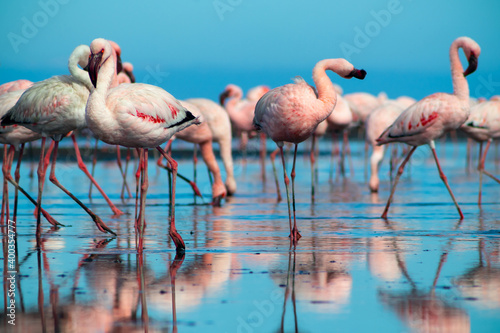 Wild african birds. Close up of beautiful African flamingos that are standing in still water with reflection.