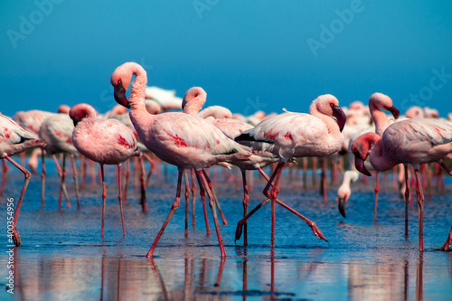 Wild african birds. Close up of beautiful African flamingos that are standing in still water with reflection. © Yuliia Lakeienko