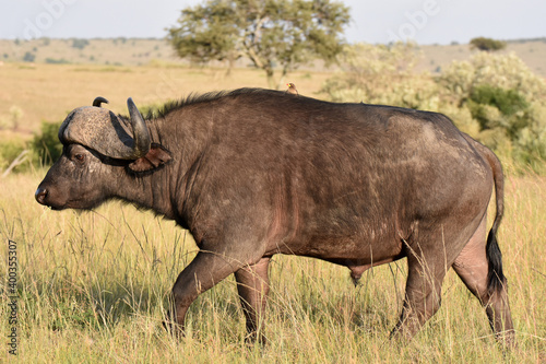 African buffalo in Maasai Mara, Kenya