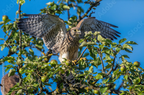 Turmfalke (Falco tinnunculus) Jungvogel, Flugübungen photo