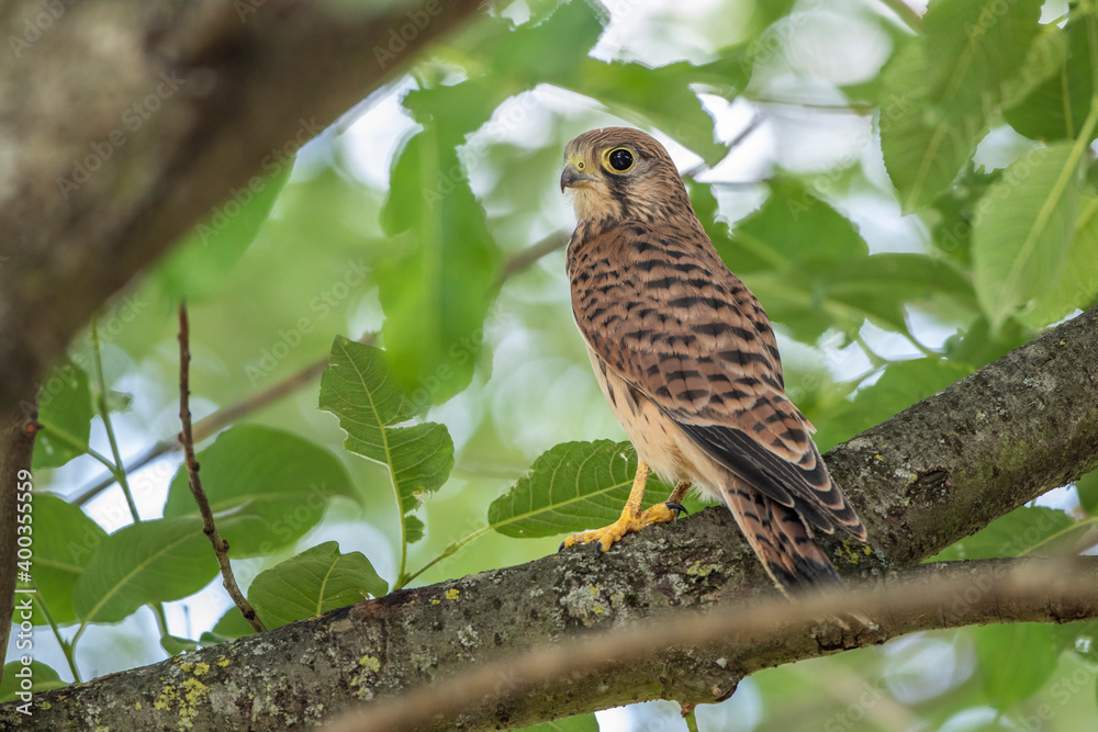 Turmfalke (Falco tinnunculus) flügger Jungvogel Turmfalke (Falco tinnunculus) flügger Jungvogel