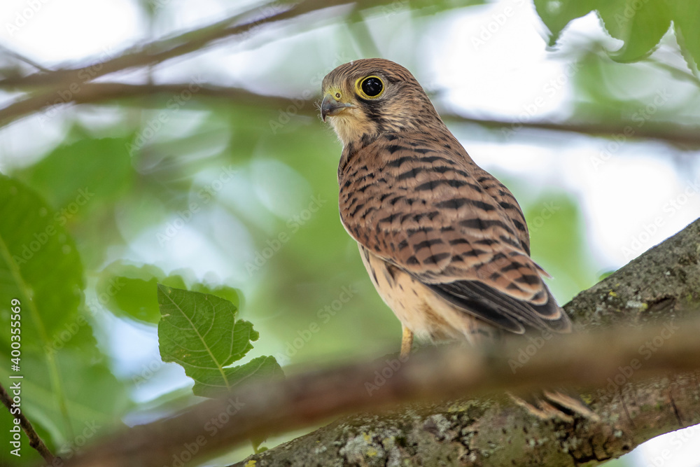 Turmfalke (Falco tinnunculus) flügger Jungvogel Turmfalke (Falco tinnunculus) flügger Jungvogel