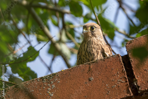 Turmfalke (Falco tinnunculus) flügger Jungvogel photo