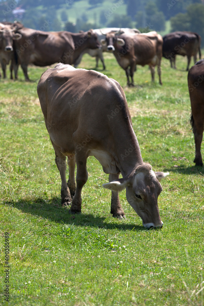 Portrait of a high yielding cow Portrait of a high yielding cow
